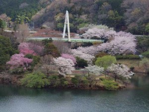 松川湖と桜